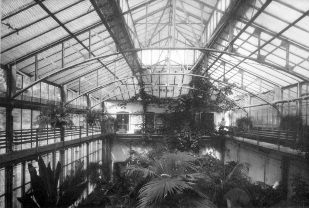 1915ca_Altes Palmenhaus innen