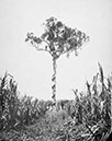 1900ca_Brisbane_Eucalyptusart mit Würgfeige