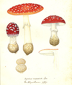 Agaricus muscarius