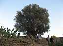 16_9_Agrigento and the Valley of the Temples_cbz