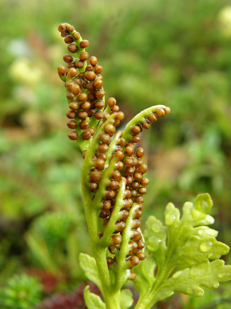 201209091832_iMEx_Norway_02bFB_LilleKjelavatn_Botrychium_lanceolatum2