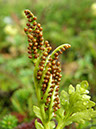 201209091832_iMEx_Norway_02bFB_LilleKjelavatn_Botrychium_lanceolatum2