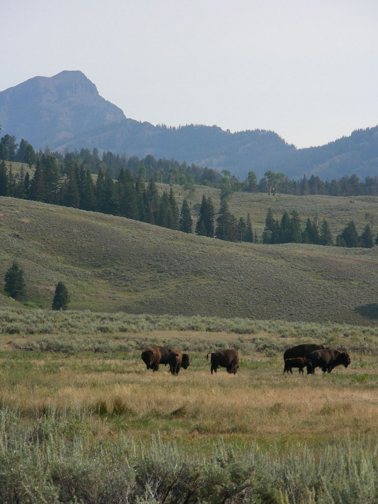 24_2013Yellowstone