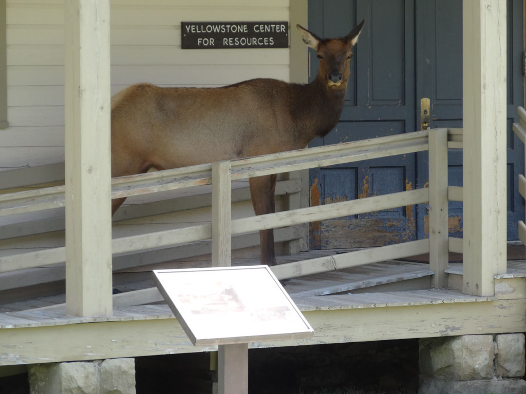 06_2013Yellowstone