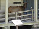 06_2013Yellowstone