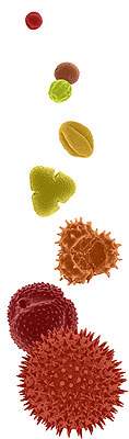various pollen grains