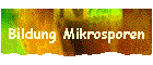 Bildung Mikrosporen