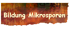 Bildung Mikrosporen