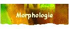Morphologie