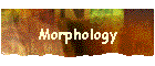 Morphology