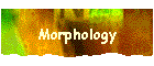 Morphology