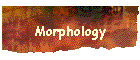 Morphology