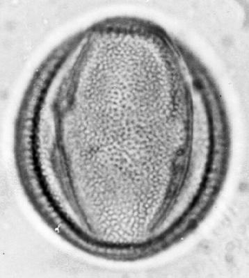 Artemisia Pollen