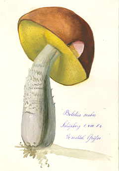 Agaricus muscarius