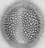 Arabis_alpina_W88IV.jpg