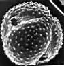 Artemisia_mutellina_aLu_rem_.jpg