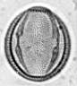 Artemisia_vallesiaca_W68III_.jpg