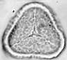 Botrychium_lunaria_W29.jpg