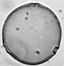 Cannabis_sativa_W73IV.jpg