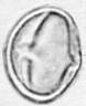 Castanea_sativa_R237a_.jpg