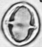 Castanea_sativa_R237b_.jpg