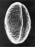 Castanea_sativa_zpIV98_1.jpg