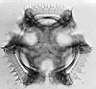 Cichorium_intybus_W69I.jpg