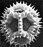 Cichorium_intybus_zpIV67_4.jpg