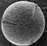 Fagus_silvatica_WIV_ob_rem_.jpg