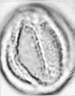 Galium_verticillatum_R167a_.jpg