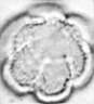 Galium_verticillatum_R167b_.jpg