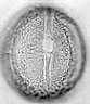 Hedera_helix_W27IV_.jpg