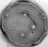 Juglans_regia_W28I_.jpg