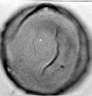 Juglans_regia_W32I.jpg