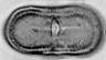 Laserpitium_siler_W17AII.jpg