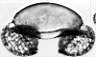 Pinus_silvestris_(Pinus_Diploxylon)_W1IV_.jpg