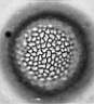 Potamogeton_angustifolius_W70I.jpg