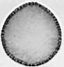 Potamogeton_angustifolius_W72I.jpg