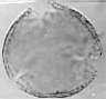 Quercus_robur_W10I.jpg
