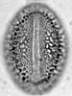 Salix_herbacea_w31I.jpg
