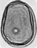 Secale_cereale_m13c.jpg