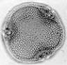 Tilia_platyphyllos_W2III.jpg