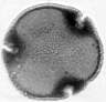 Tilia_platyphyllos_W7II.jpg