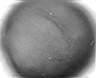 Triticum_aestivum_W59I.jpg