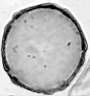 Ulmus_glabra_W81I.jpg