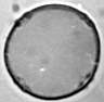 Urtica_dioica_W3III.jpg
