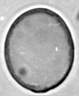 Urtica_dioica_W81I.jpg